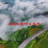 车胤忠壮什么意思(06/20更新)