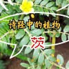 茨怎么读(06/27更新)