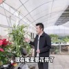 昙花一现是多久(07/05更新)