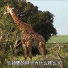 长颈鹿脖子长的原因是什么