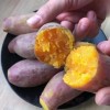 白薯蒸多久能熟透(06/28更新)