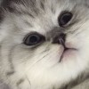 梦见狗咬我的手是什么意思