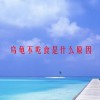 乌龟不吃食是什么原因(06/22更新)