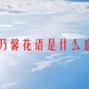 康乃馨花语是什么意思(06/28更新)