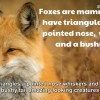 foxes是什么意思中文翻译