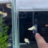 孔雀鱼多久换一次水(06/29更新)